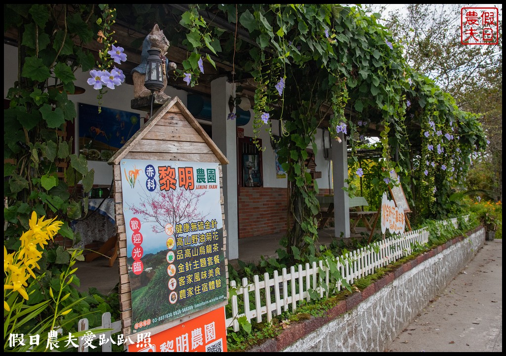 赤柯山金針花五大必拍景點一篇告訴你|小瑞士農場\林家園\千噸神龜\三巨石\汪家古厝 @假日農夫愛趴趴照