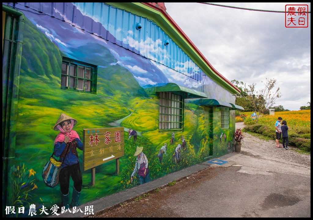 赤柯山金針花五大必拍景點一篇告訴你|小瑞士農場\林家園\千噸神龜\三巨石\汪家古厝 @假日農夫愛趴趴照