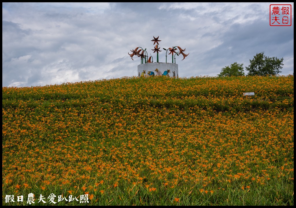 赤柯山金針花五大必拍景點一篇告訴你|小瑞士農場\林家園\千噸神龜\三巨石\汪家古厝 @假日農夫愛趴趴照