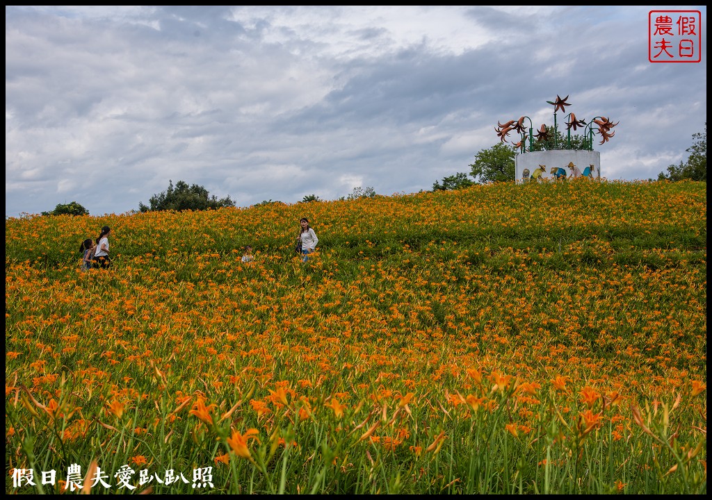 赤柯山金針花五大必拍景點一篇告訴你|小瑞士農場\林家園\千噸神龜\三巨石\汪家古厝 @假日農夫愛趴趴照