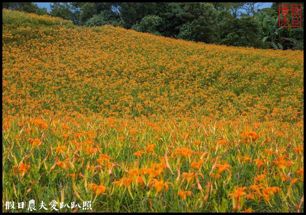 赤柯山金針花五大必拍景點一篇告訴你|小瑞士農場\林家園\千噸神龜\三巨石\汪家古厝 @假日農夫愛趴趴照