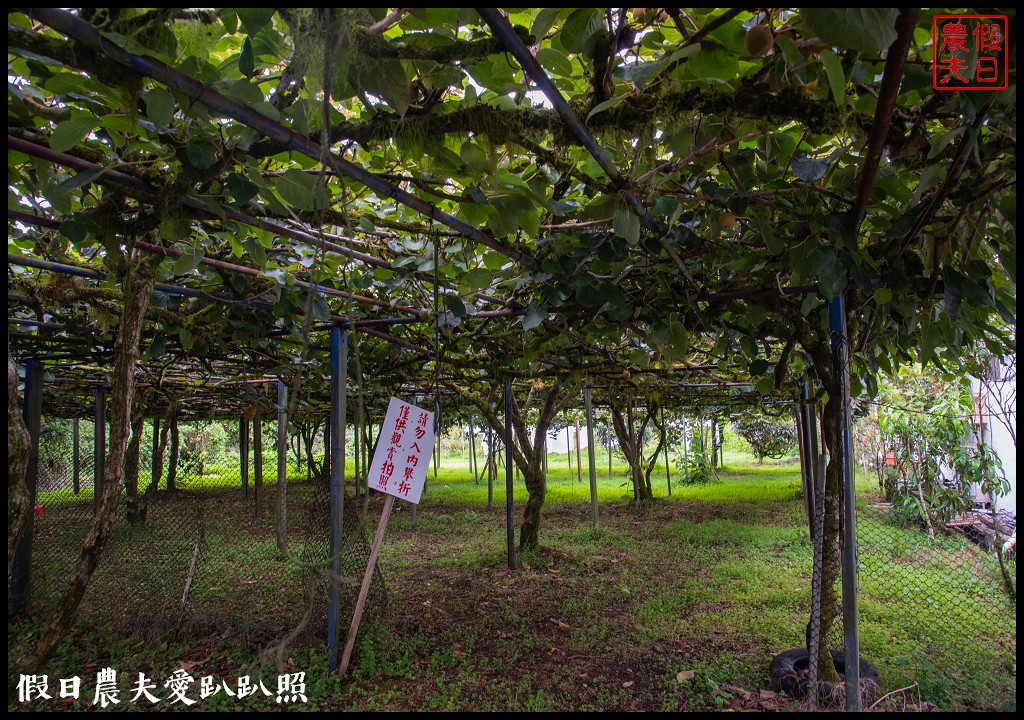 赤柯山金針花五大必拍景點一篇告訴你|小瑞士農場\林家園\千噸神龜\三巨石\汪家古厝 @假日農夫愛趴趴照