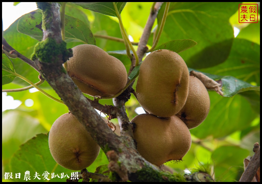 赤柯山金針花五大必拍景點一篇告訴你|小瑞士農場\林家園\千噸神龜\三巨石\汪家古厝 @假日農夫愛趴趴照