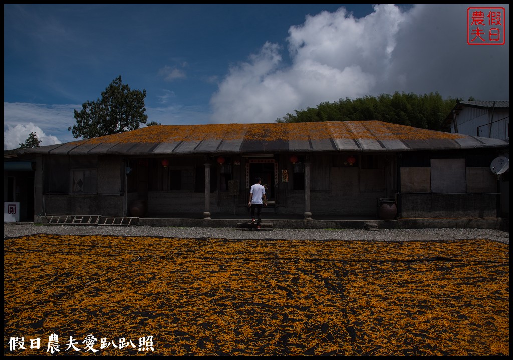 赤柯山金針花五大必拍景點一篇告訴你|小瑞士農場\林家園\千噸神龜\三巨石\汪家古厝 @假日農夫愛趴趴照