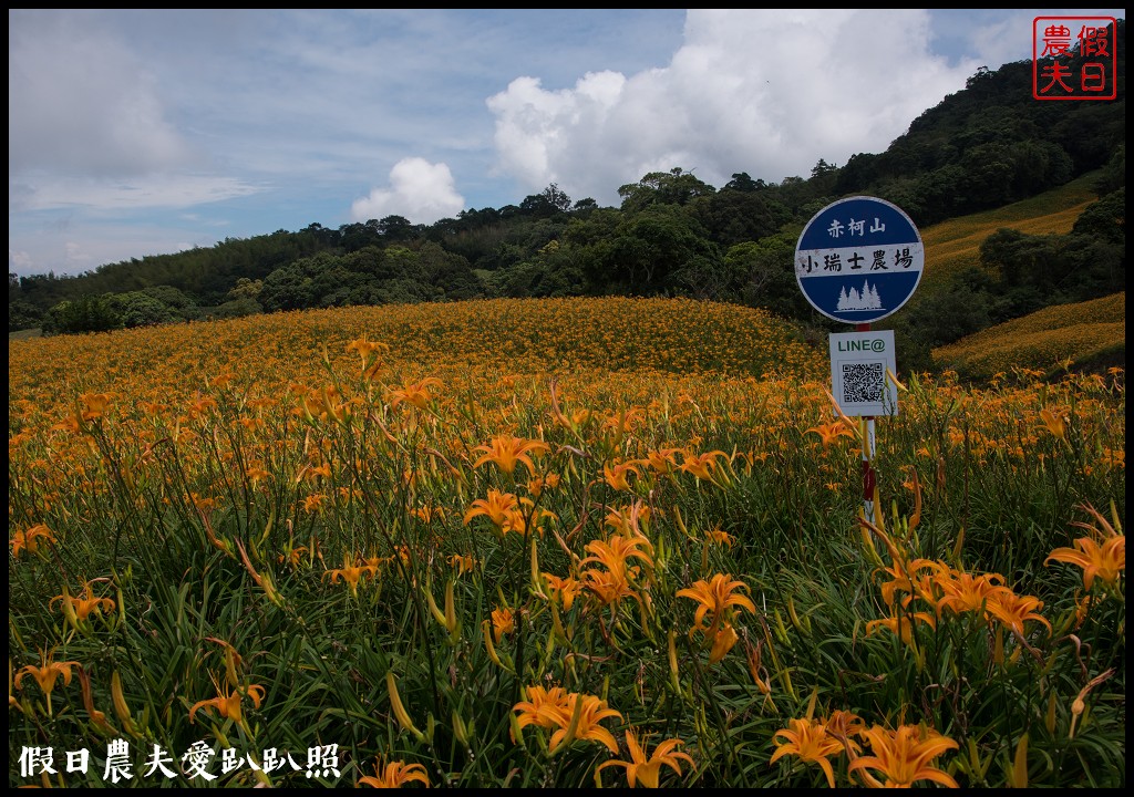 赤柯山金針花五大必拍景點一篇告訴你|小瑞士農場\林家園\千噸神龜\三巨石\汪家古厝 @假日農夫愛趴趴照