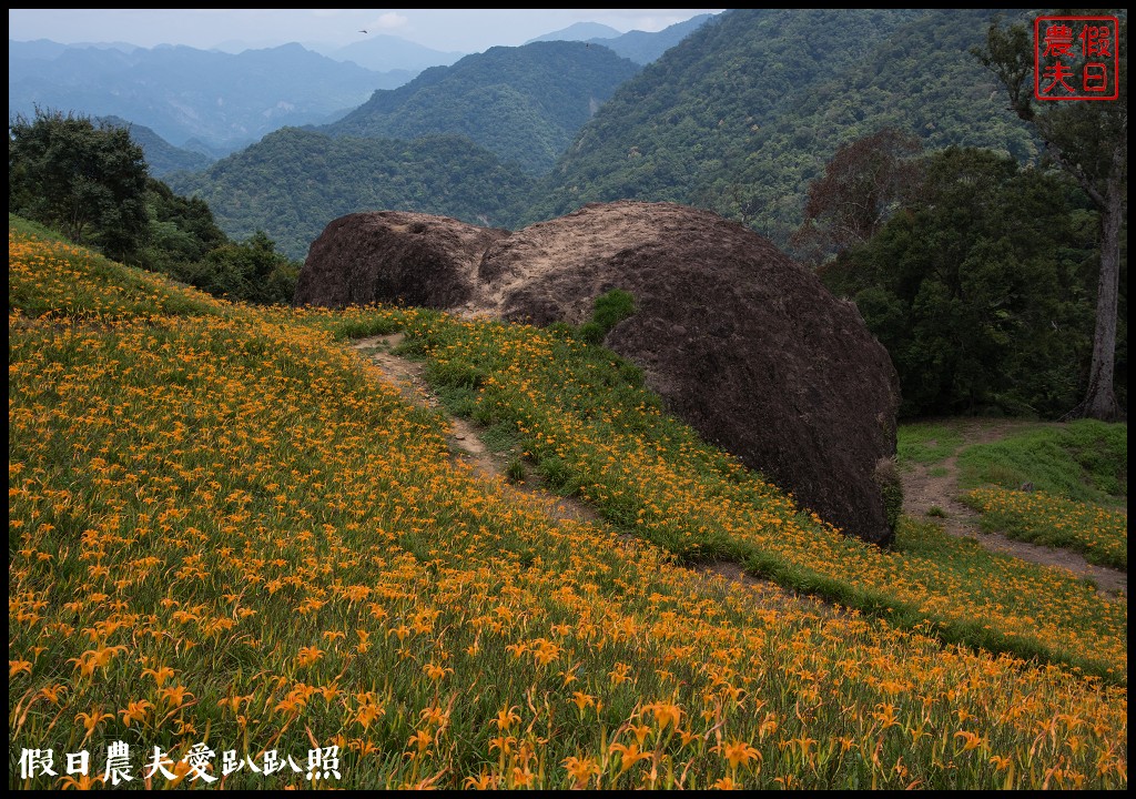 赤柯山金針花五大必拍景點一篇告訴你|小瑞士農場\林家園\千噸神龜\三巨石\汪家古厝 @假日農夫愛趴趴照