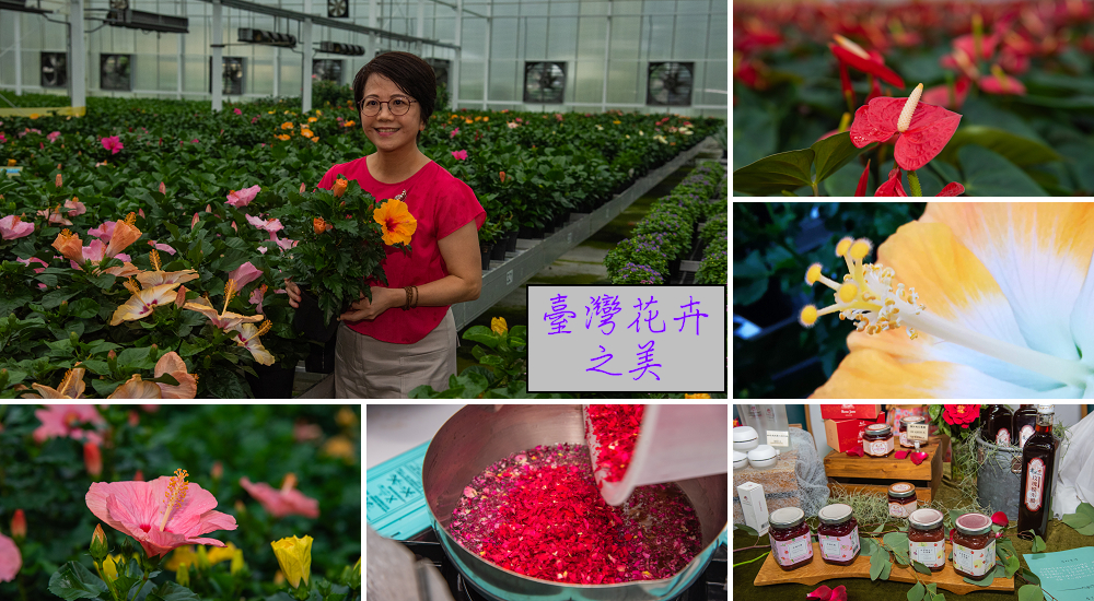 臺灣花卉之美|陽昇園藝×玫開四度食用玫瑰園×臺中區農業改良場 @假日農夫愛趴趴照