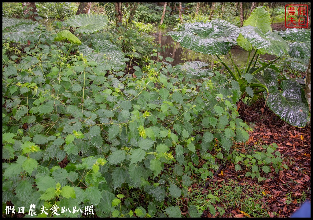 森林巴士天天出發|來去奧萬大住一晚！追瀑森呼吸 @假日農夫愛趴趴照