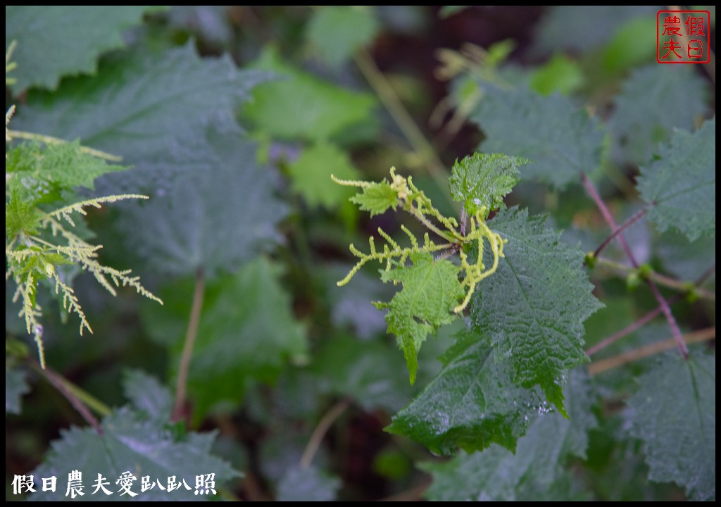 森林巴士天天出發|來去奧萬大住一晚！追瀑森呼吸 @假日農夫愛趴趴照