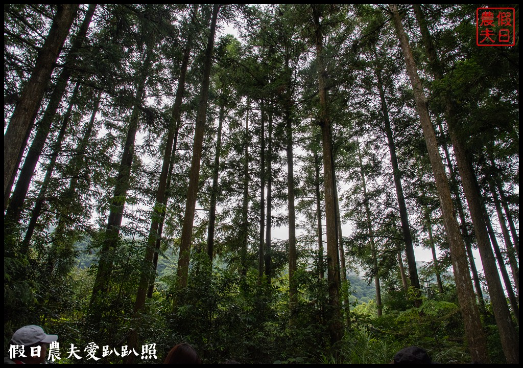 森林巴士天天出發|來去奧萬大住一晚！追瀑森呼吸 @假日農夫愛趴趴照