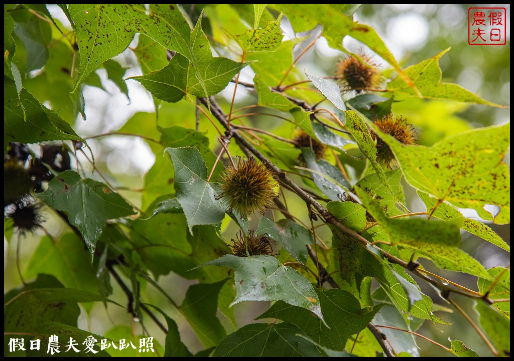 森林巴士天天出發|來去奧萬大住一晚！追瀑森呼吸 @假日農夫愛趴趴照