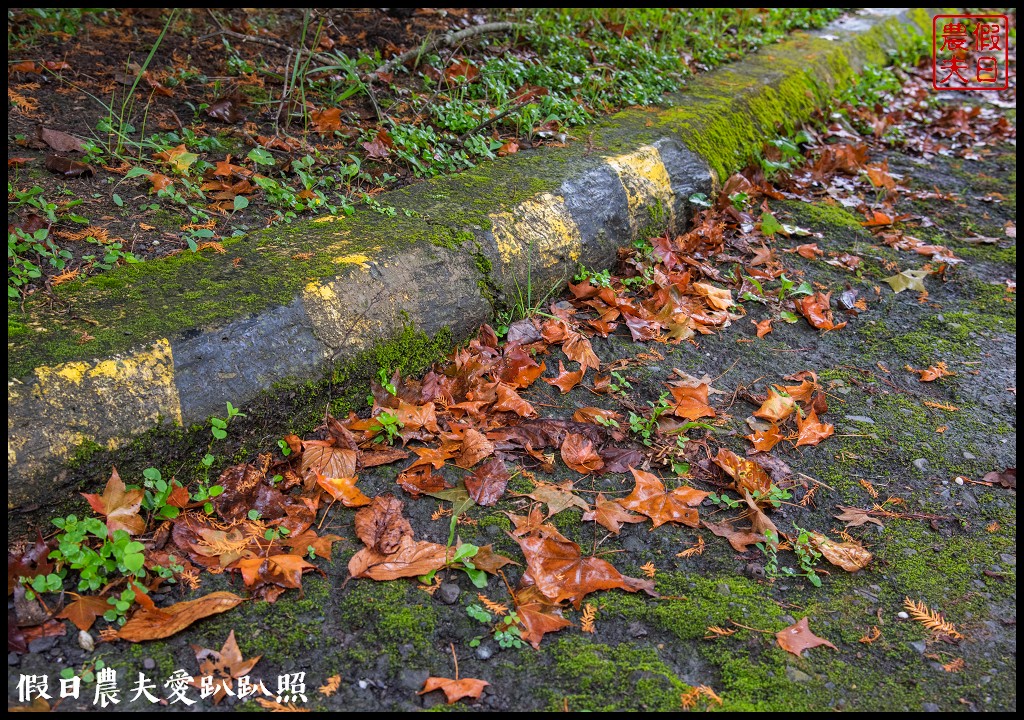 森林巴士天天出發|來去奧萬大住一晚！追瀑森呼吸 @假日農夫愛趴趴照