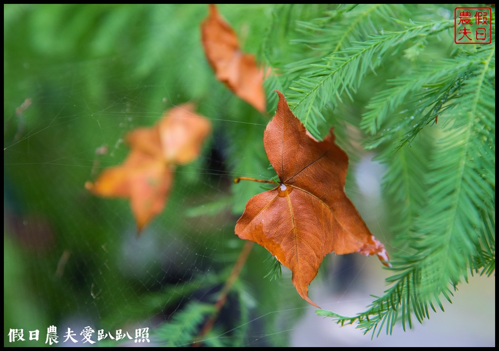 森林巴士天天出發|來去奧萬大住一晚！追瀑森呼吸 @假日農夫愛趴趴照