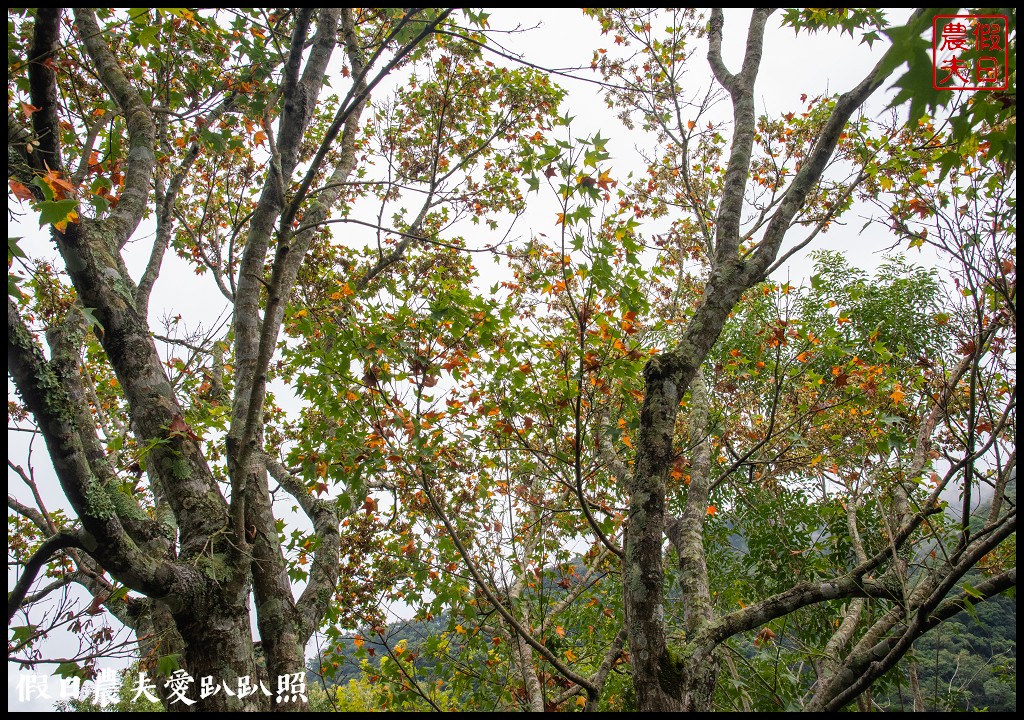 森林巴士天天出發|來去奧萬大住一晚！追瀑森呼吸 @假日農夫愛趴趴照