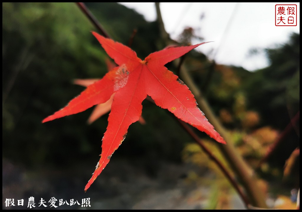 森林巴士天天出發|來去奧萬大住一晚！追瀑森呼吸 @假日農夫愛趴趴照