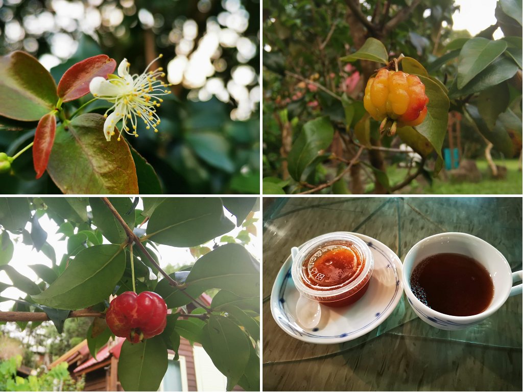 南投休閒農業區|四季農遊微旅行．親子旅遊首選 @假日農夫愛趴趴照