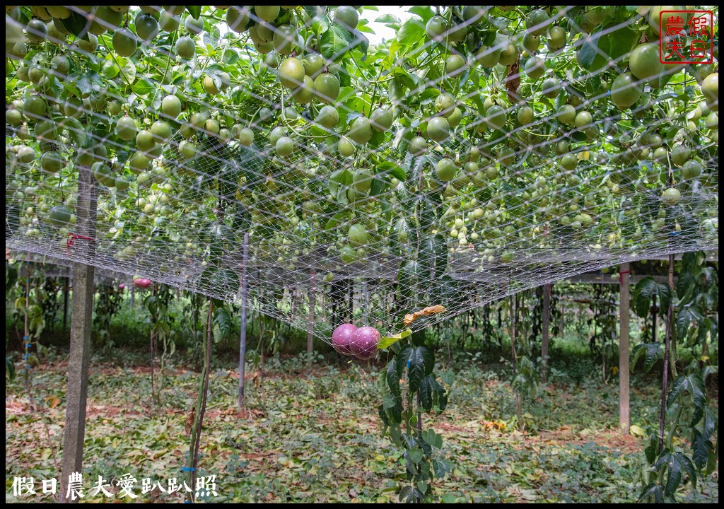 南投休閒農業區|四季農遊微旅行．親子旅遊首選 @假日農夫愛趴趴照