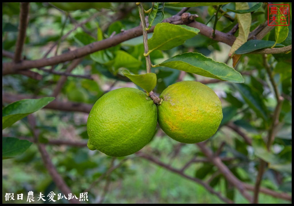 南投休閒農業區|四季農遊微旅行．親子旅遊首選 @假日農夫愛趴趴照