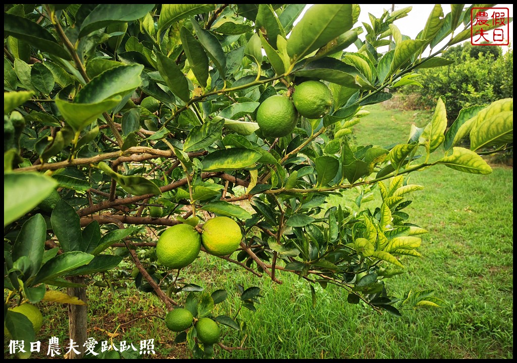 南投休閒農業區|四季農遊微旅行．親子旅遊首選 @假日農夫愛趴趴照