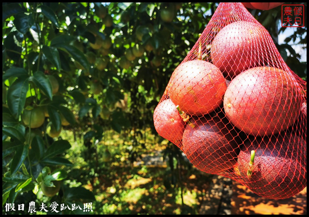 南投休閒農業區|四季農遊微旅行．親子旅遊首選 @假日農夫愛趴趴照