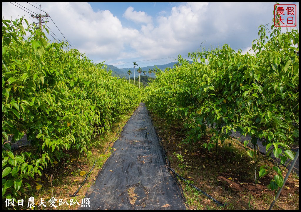 南投休閒農業區|四季農遊微旅行．親子旅遊首選 @假日農夫愛趴趴照