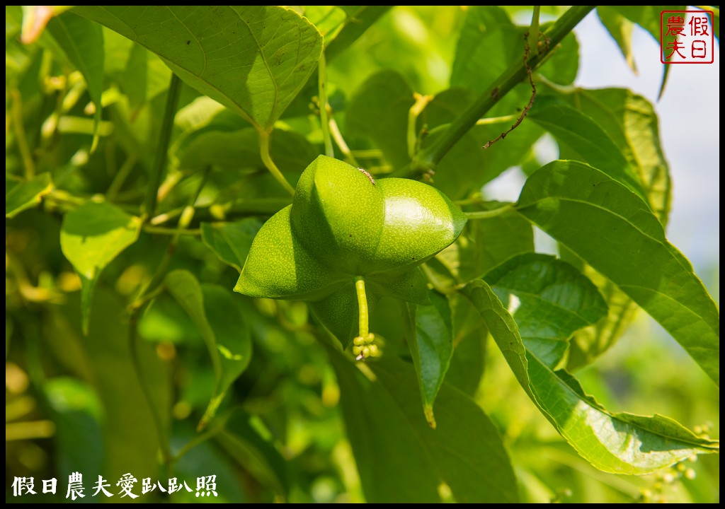 南投休閒農業區|四季農遊微旅行．親子旅遊首選 @假日農夫愛趴趴照