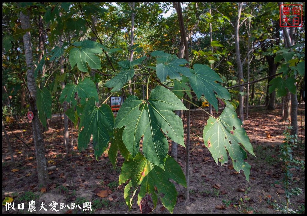 日賞桐夜賞螢就在三義西湖渡假村|超值住宿門票優惠 @假日農夫愛趴趴照