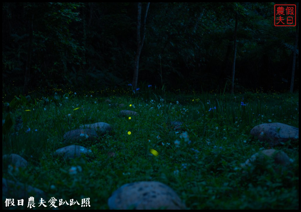 日賞桐夜賞螢就在三義西湖渡假村|超值住宿門票優惠 @假日農夫愛趴趴照