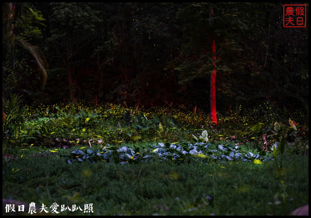 日賞桐夜賞螢就在三義西湖渡假村|超值住宿門票優惠 @假日農夫愛趴趴照