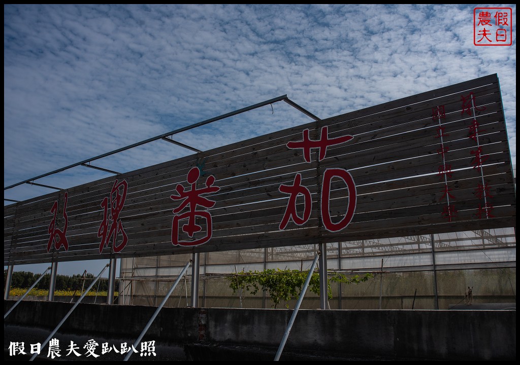 雲林宅配|口湖水哥教育農場．鹽地裡的玫瑰番茄 @假日農夫愛趴趴照