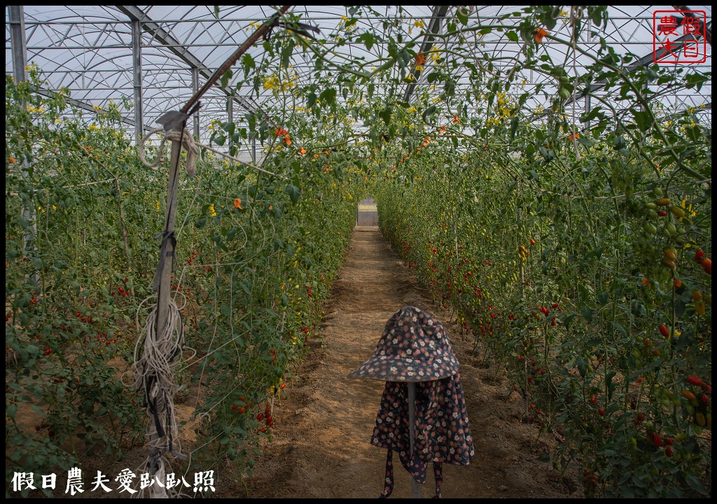 雲林宅配|口湖水哥教育農場．鹽地裡的玫瑰番茄 @假日農夫愛趴趴照