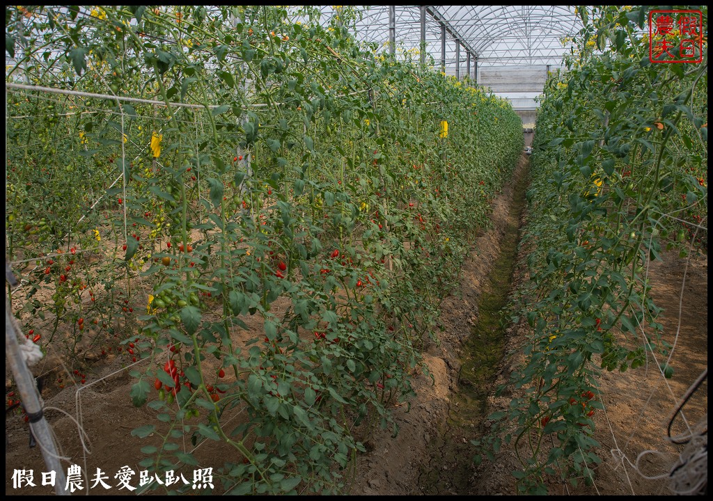 雲林宅配|口湖水哥教育農場．鹽地裡的玫瑰番茄 @假日農夫愛趴趴照