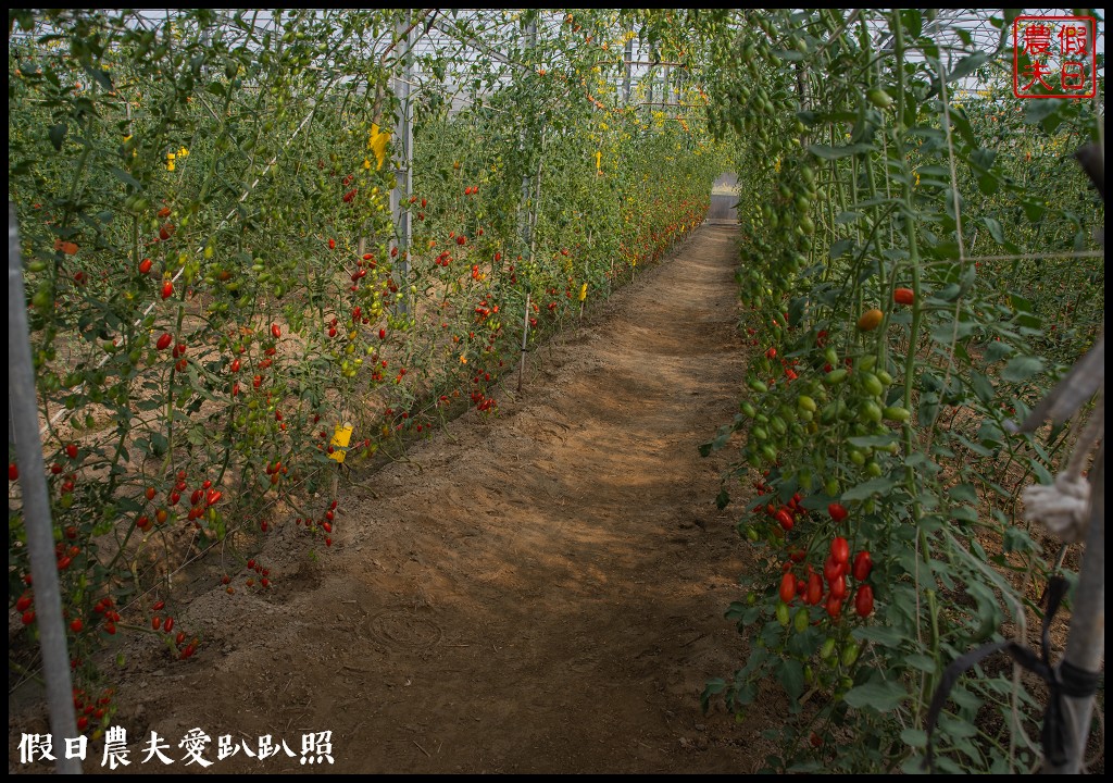 雲林宅配|口湖水哥教育農場．鹽地裡的玫瑰番茄 @假日農夫愛趴趴照