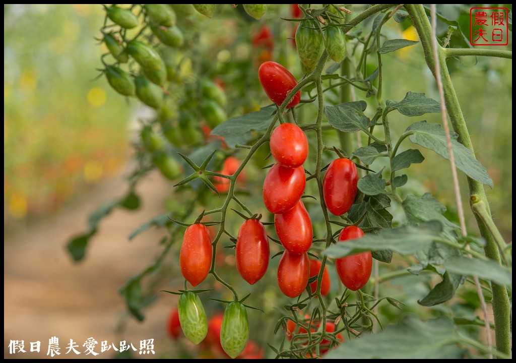 雲林宅配|口湖水哥教育農場．鹽地裡的玫瑰番茄 @假日農夫愛趴趴照