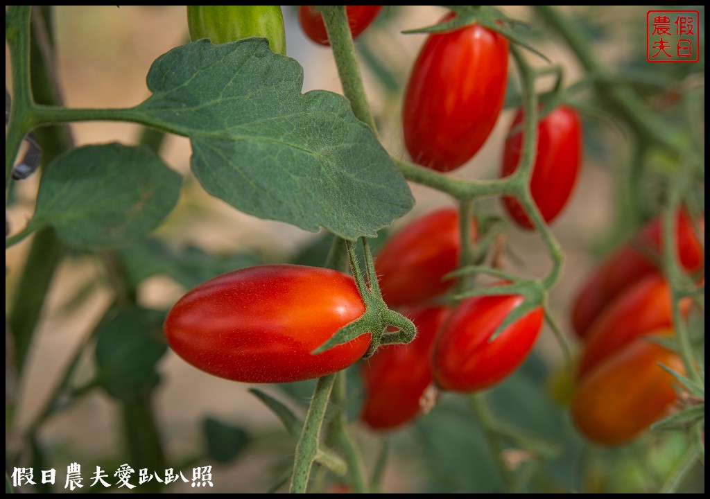 雲林宅配|口湖水哥教育農場．鹽地裡的玫瑰番茄 @假日農夫愛趴趴照