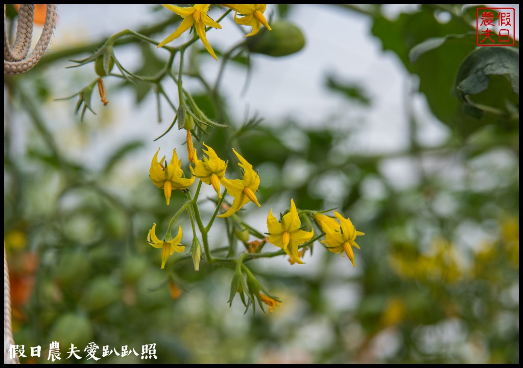 雲林宅配|口湖水哥教育農場．鹽地裡的玫瑰番茄 @假日農夫愛趴趴照