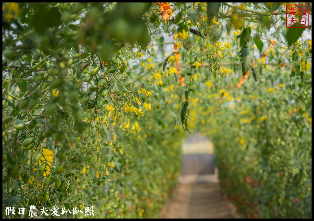 雲林宅配|口湖水哥教育農場．鹽地裡的玫瑰番茄 @假日農夫愛趴趴照