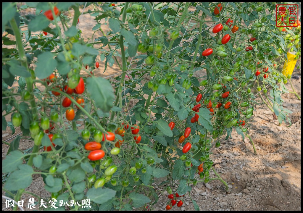 雲林宅配|口湖水哥教育農場．鹽地裡的玫瑰番茄 @假日農夫愛趴趴照