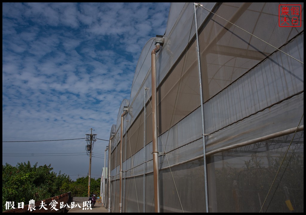 雲林宅配|口湖水哥教育農場．鹽地裡的玫瑰番茄 @假日農夫愛趴趴照