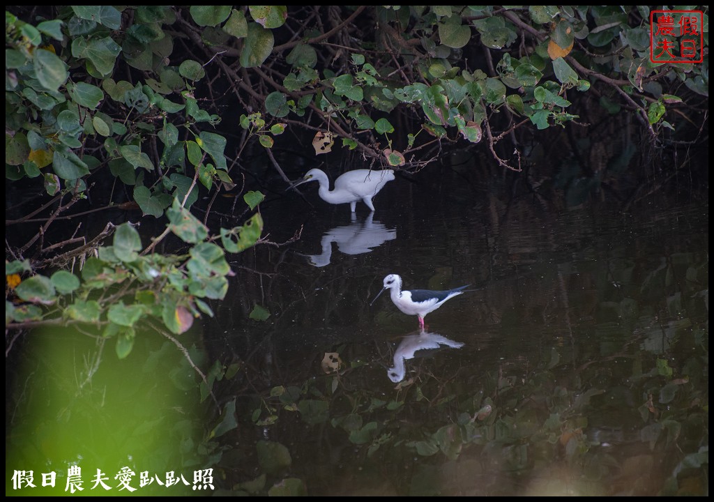 嘉義景點|東石向禾休閒漁場．鰲鼓濕地森林園區 @假日農夫愛趴趴照