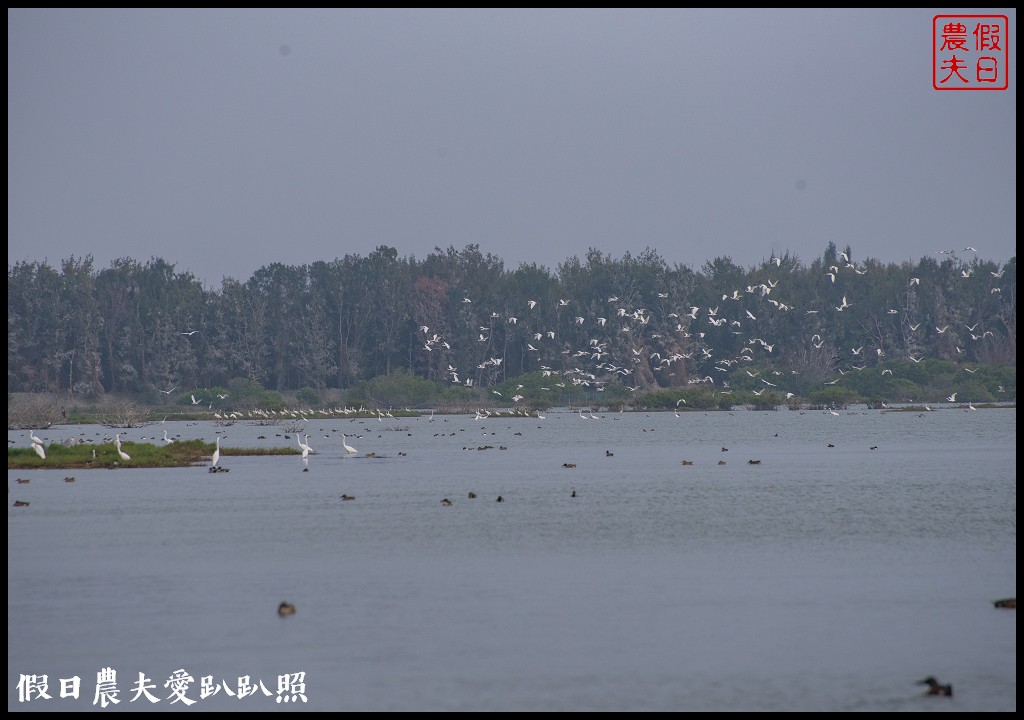 嘉義景點|東石向禾休閒漁場．鰲鼓濕地森林園區 @假日農夫愛趴趴照