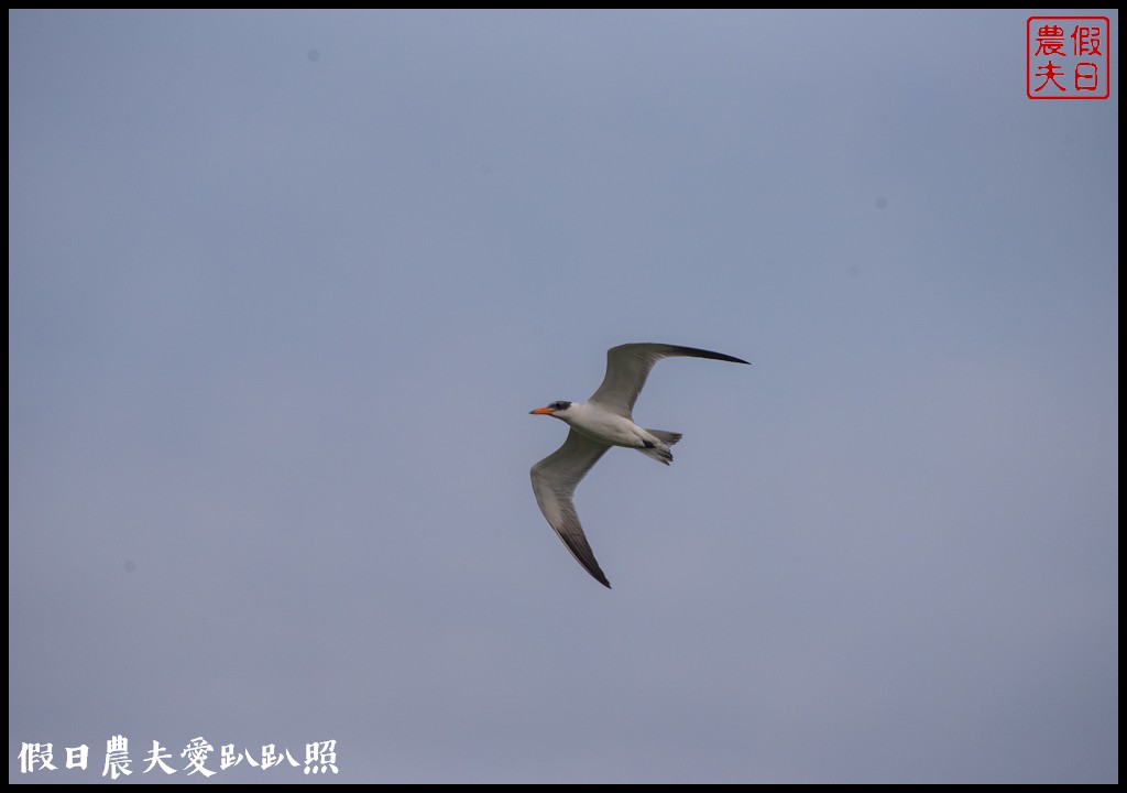 嘉義景點|東石向禾休閒漁場．鰲鼓濕地森林園區 @假日農夫愛趴趴照