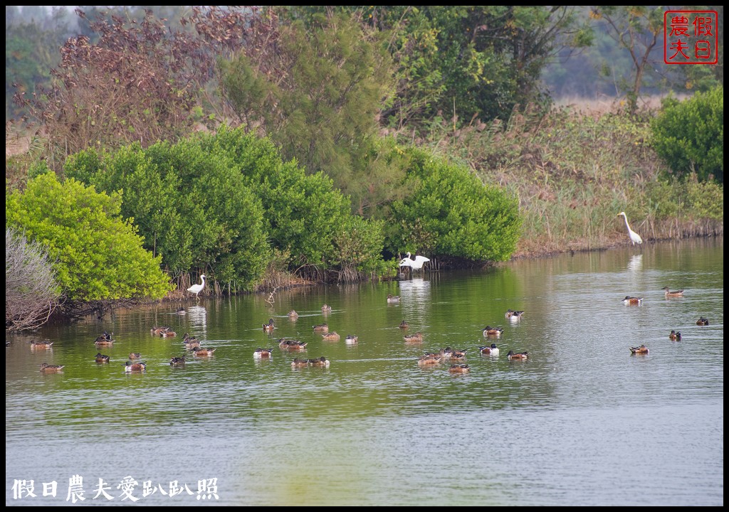 嘉義景點|東石向禾休閒漁場．鰲鼓濕地森林園區 @假日農夫愛趴趴照