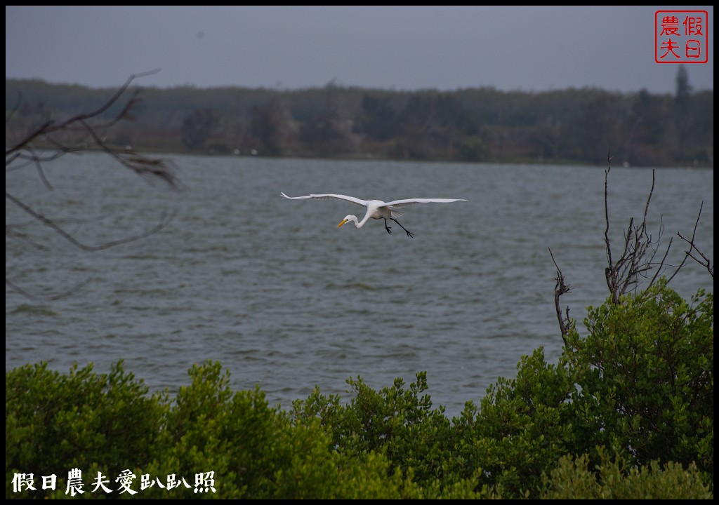 嘉義景點|東石向禾休閒漁場．鰲鼓濕地森林園區 @假日農夫愛趴趴照