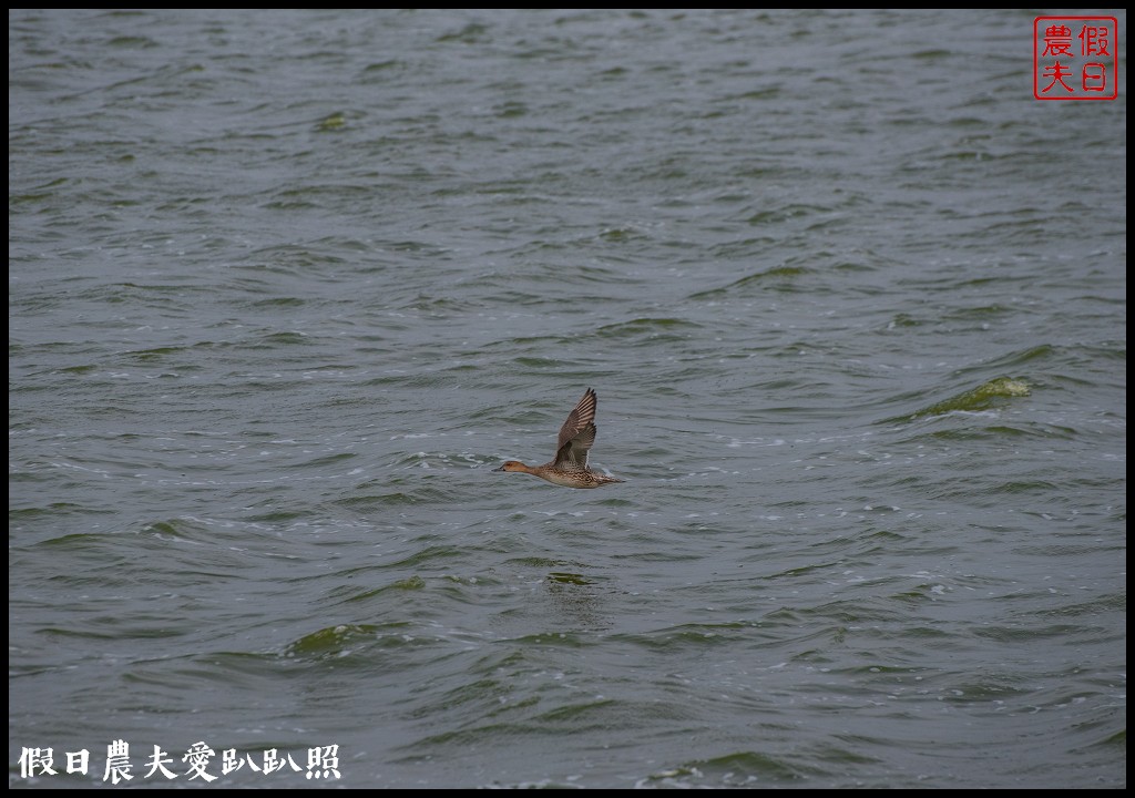 嘉義景點|東石向禾休閒漁場．鰲鼓濕地森林園區 @假日農夫愛趴趴照