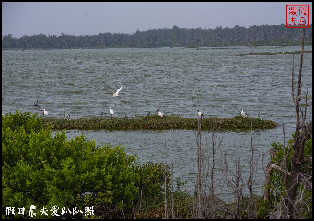 嘉義景點|東石向禾休閒漁場．鰲鼓濕地森林園區 @假日農夫愛趴趴照