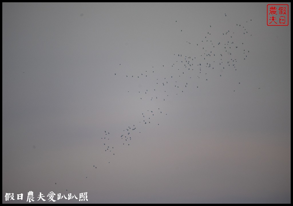 台南景點|北門井仔腳瓦盤鹽田．看夕陽賞黑腹燕鷗黃昏之舞 @假日農夫愛趴趴照