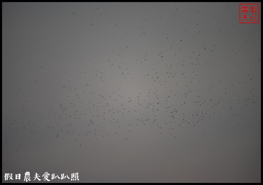 台南景點|北門井仔腳瓦盤鹽田．看夕陽賞黑腹燕鷗黃昏之舞 @假日農夫愛趴趴照