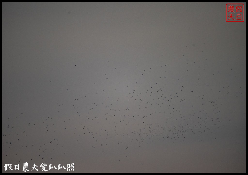 台南景點|北門井仔腳瓦盤鹽田．看夕陽賞黑腹燕鷗黃昏之舞 @假日農夫愛趴趴照