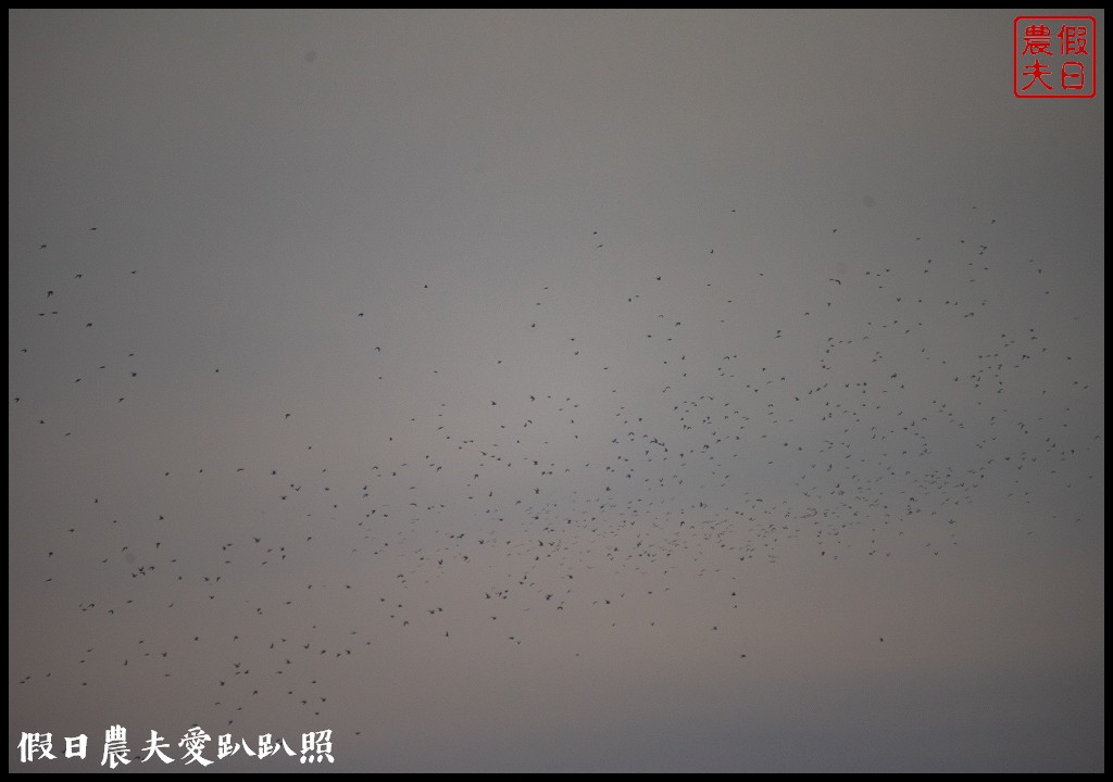 台南景點|北門井仔腳瓦盤鹽田．看夕陽賞黑腹燕鷗黃昏之舞 @假日農夫愛趴趴照